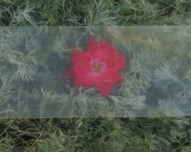ABD'li Bilim İnsanları, Ahşabı Transparan Işık Halkası Getirmeyi Başardı