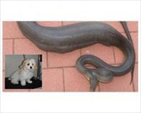 Köpek Yutan Yılan