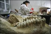 Çinde 7 bin 600 dinozor fosili bulundu.