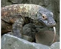 Komodo ejderinin ısırığındaki ölümcül sır