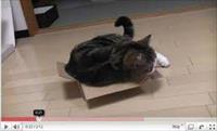 Kutu çılgınsı kedi "Maru" yotube en çok izlenenler