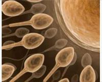 Sperm bankasındaki sınıf ayrımı