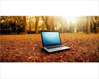 Kablosuz ağlar ağaçları öldürüyor mu?