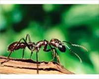 Karıncanın Gen Haritası Çıkarıldı