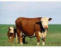 Kopyalanmış Hayvan Eti Menedilmeli mi?