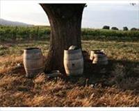 Şarap varillerinin kaynağı