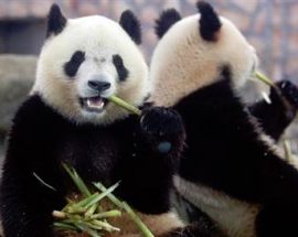 Süper antibiyotik panda kanında gizli