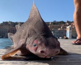 Akdeniz’de Domuz Suratlı İlginç Bir Köpekbalığı Tutuldu