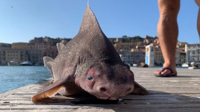 Akdeniz’de Domuz Suratlı İlginç Bir Köpekbalığı Tutuldu