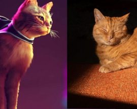 Stray oyununun ilham aldığı kediler ortaya çıktı