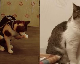 Stray oyununda kendi kedinizi görmek ister miydiniz?